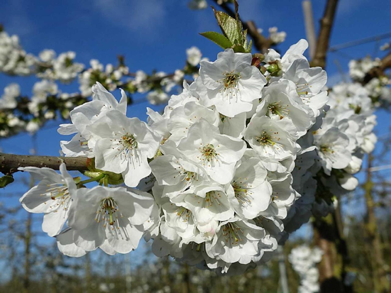 יורק Ferienwohnung Rudis Obstgarten מראה חיצוני תמונה